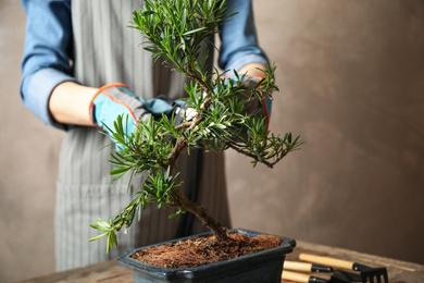 Photo of Woman trimming Japanese bonsai plant, closeup. Creating zen atmosphere at home