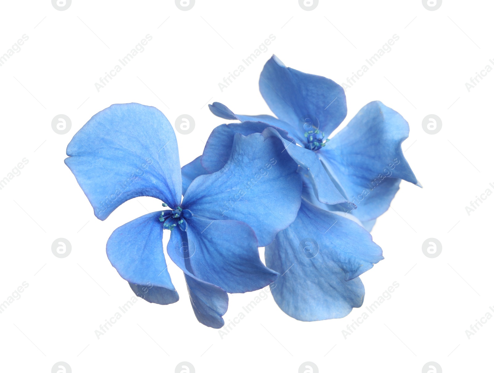 Photo of Beautiful light blue hortensia plant florets on white background