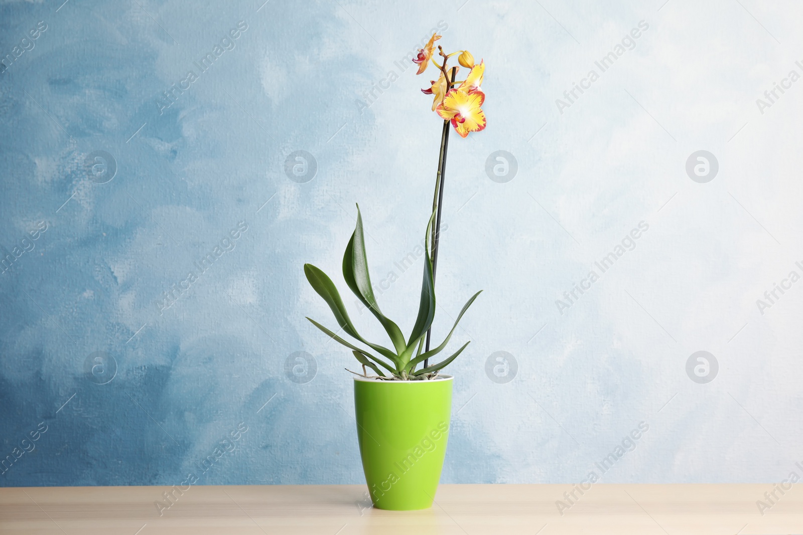 Photo of Beautiful tropical orchid flower in pot on table near color wall