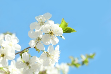 Branch of beautiful blossoming tree on sunny spring day outdoors