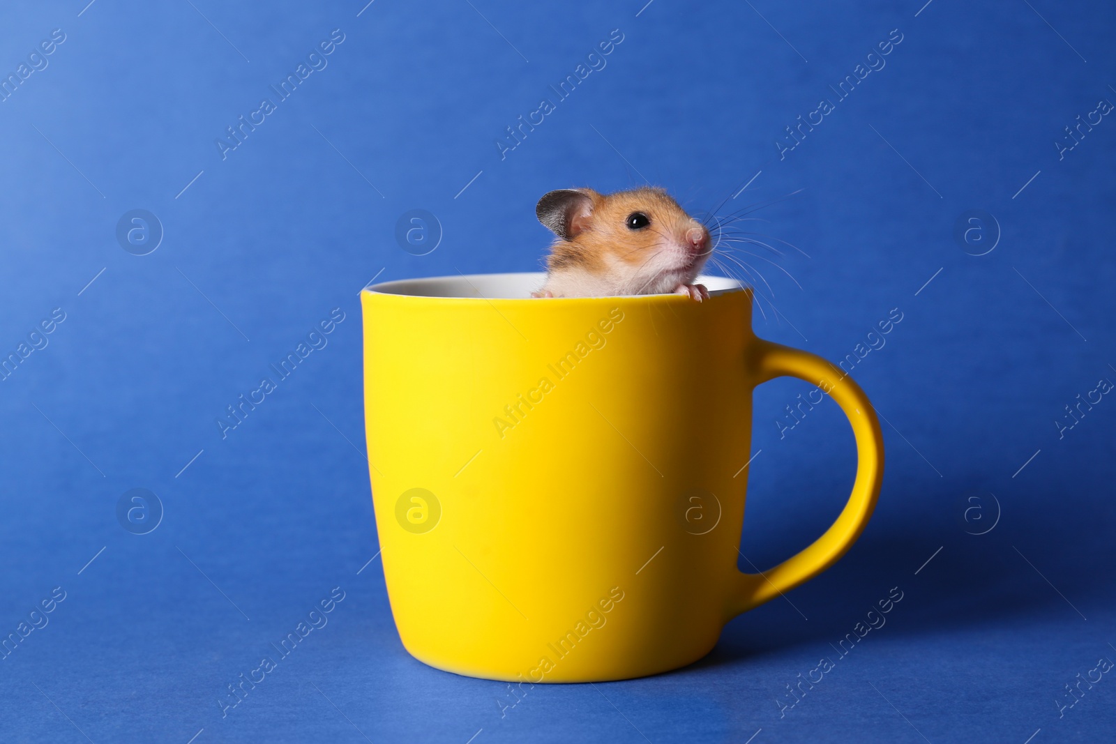 Photo of Cute little hamster in yellow cup on blue background