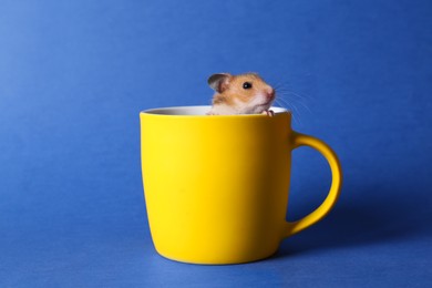 Cute little hamster in yellow cup on blue background