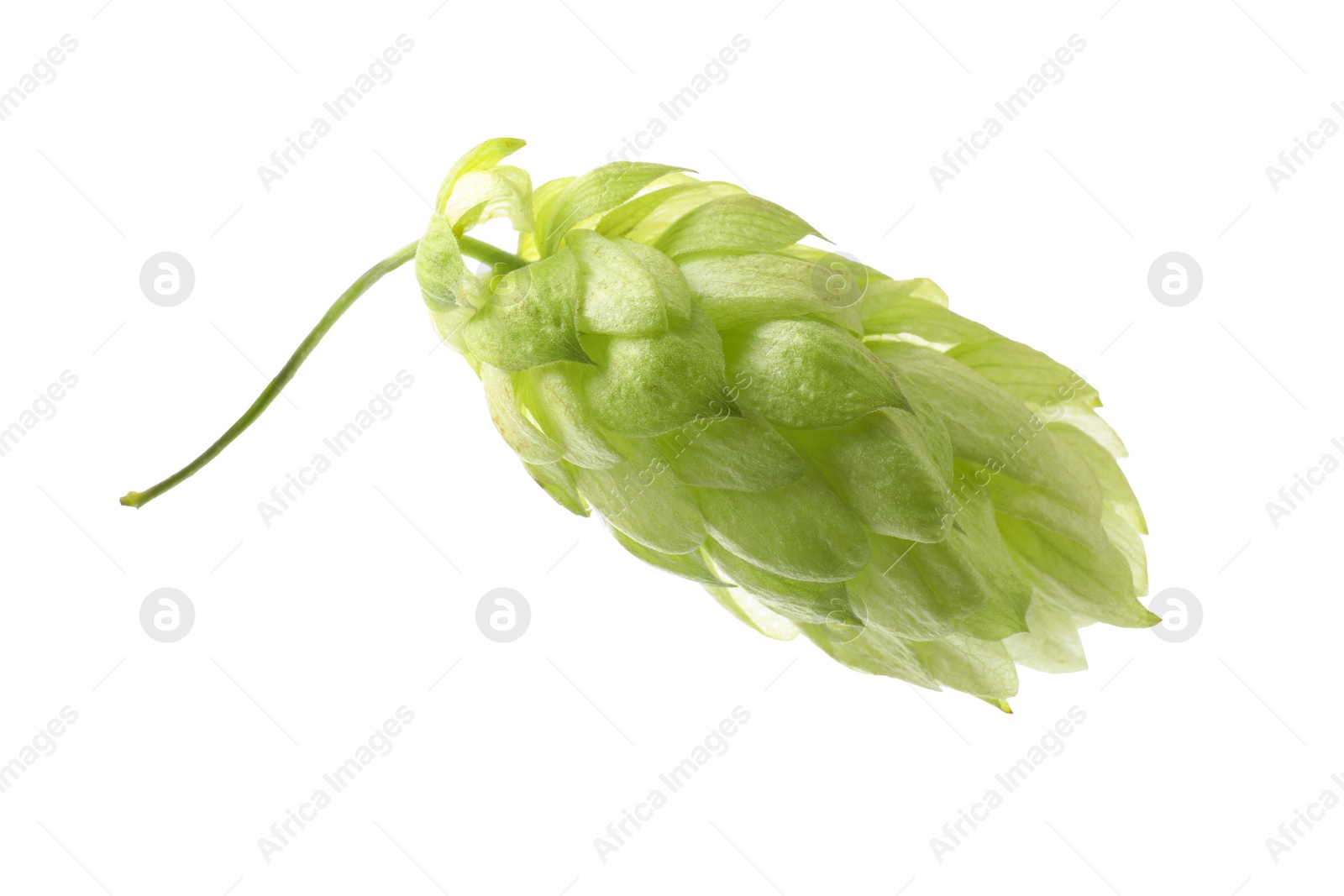 Photo of One fresh green hop isolated on white