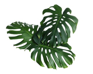 Photo of Green fresh monstera leaves on white background. Tropical plant