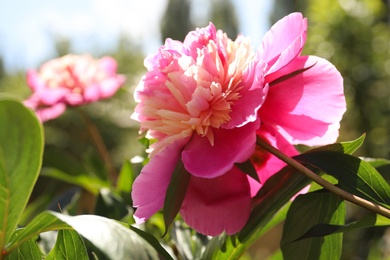 Photo of Closeup view of blooming pink peony bush outdoors