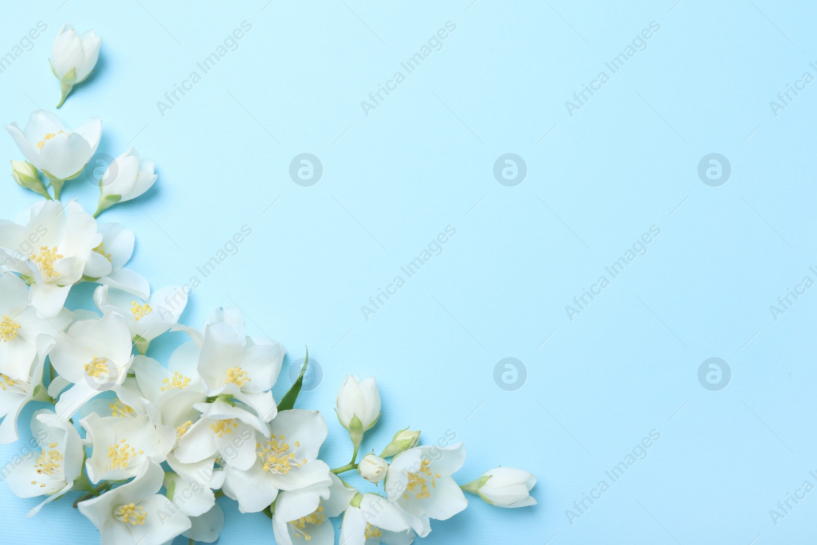 Photo of Beautiful jasmine flowers on turquoise background, flat lay. Space for text