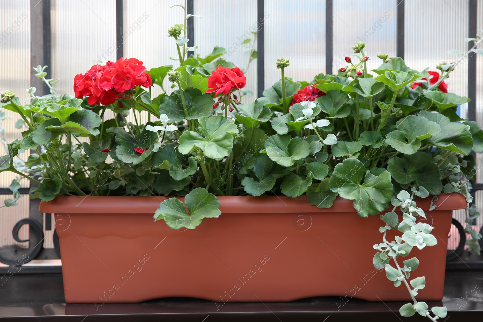 Photo of Beautiful red flowers in plant pot outdoors