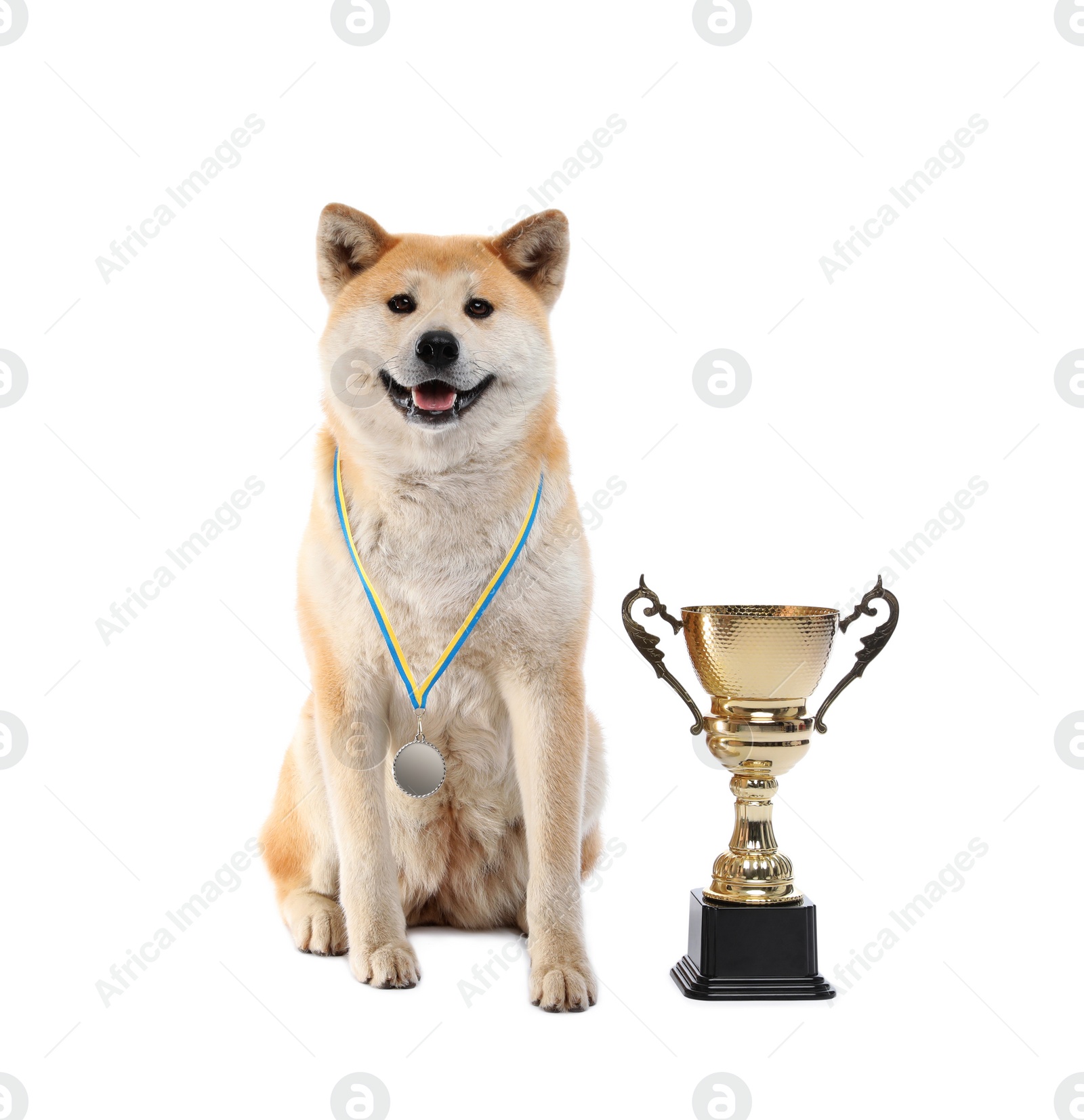 Photo of Adorable Akita Inu dog with champion trophy and medal on white background