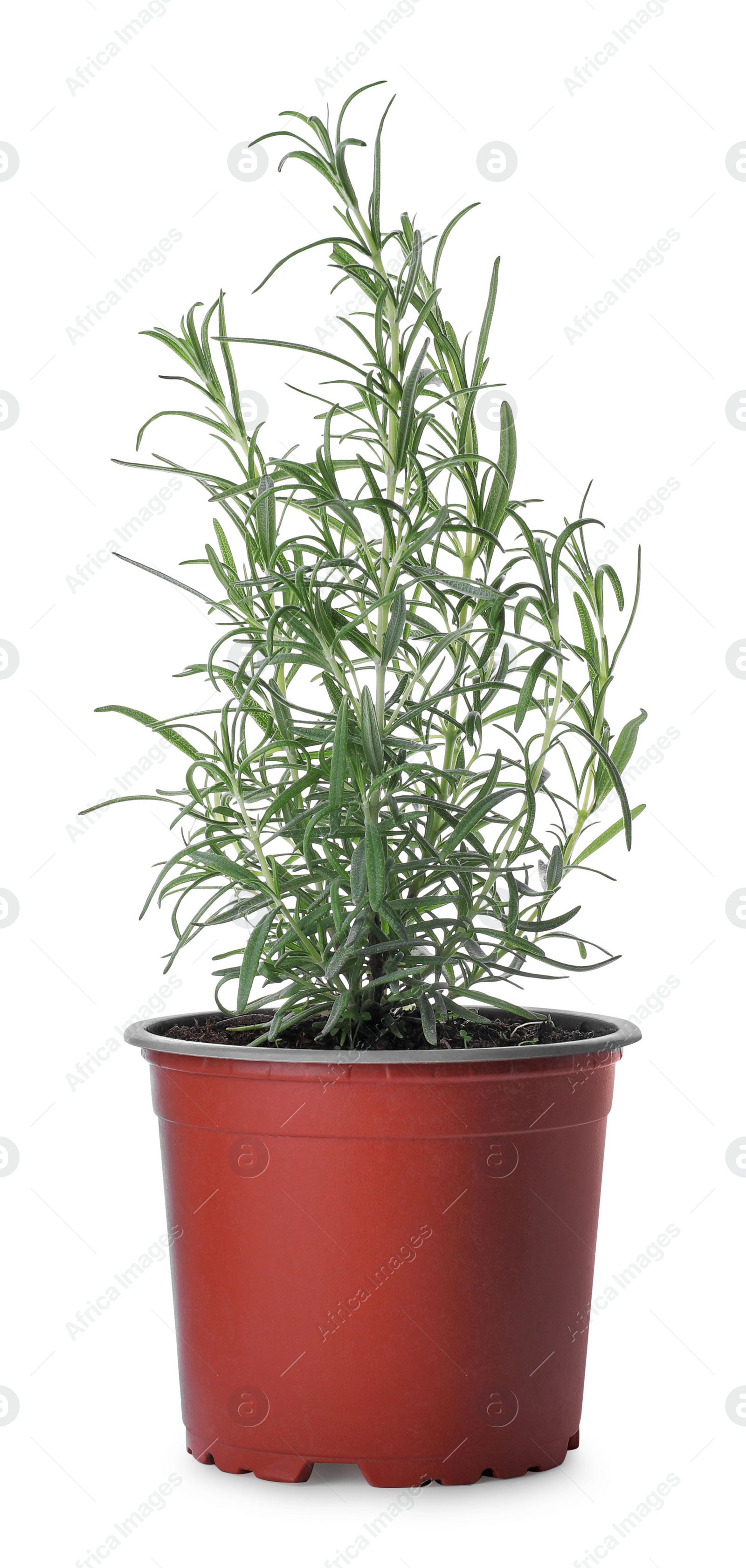 Photo of Aromatic green potted rosemary on white background