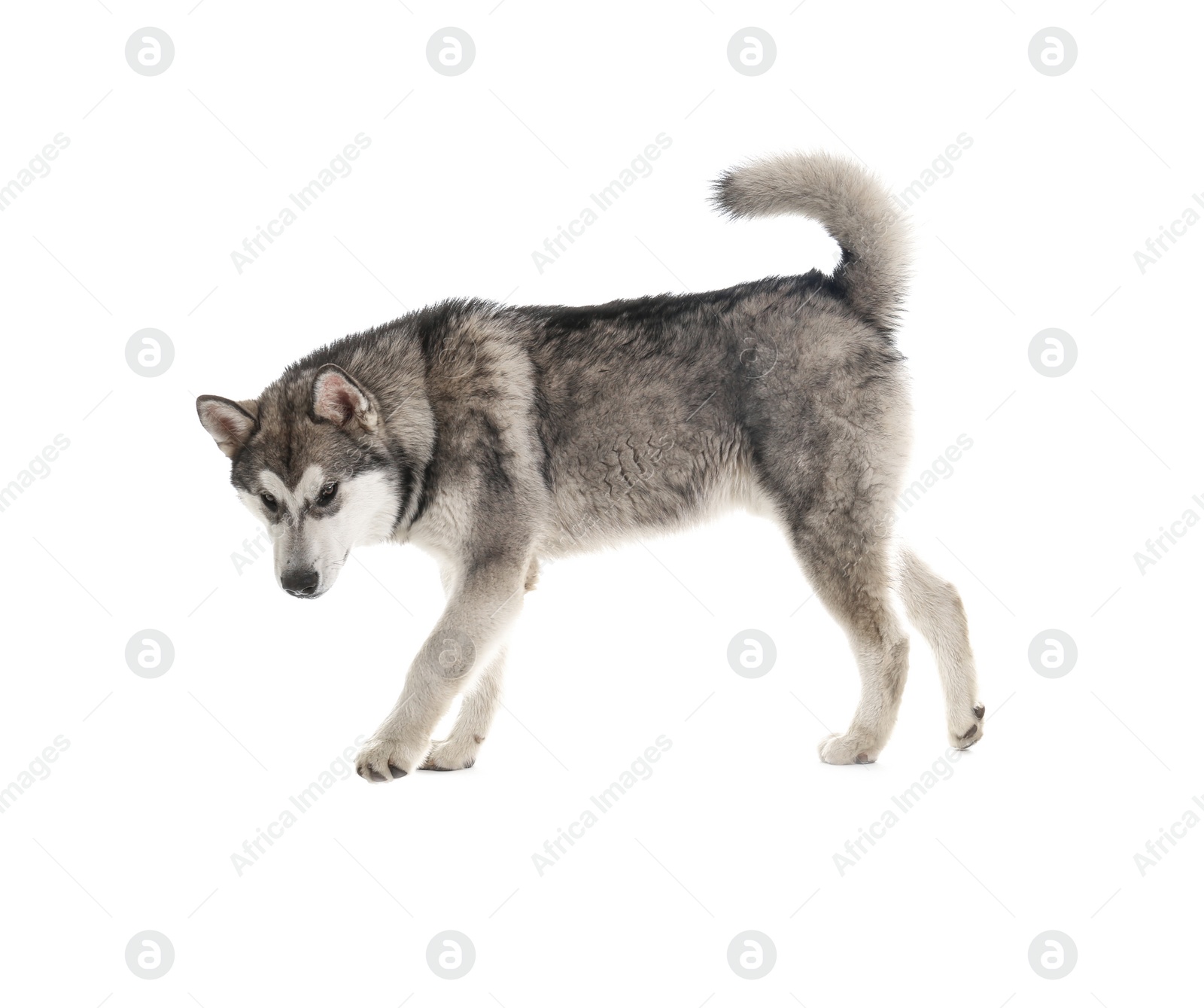 Photo of Cute Alaskan Malamute dog on white background