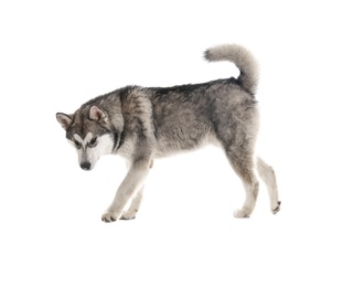 Cute Alaskan Malamute dog on white background