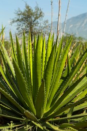 Photo of Closeup view of beautiful Agave plant growing outdoors