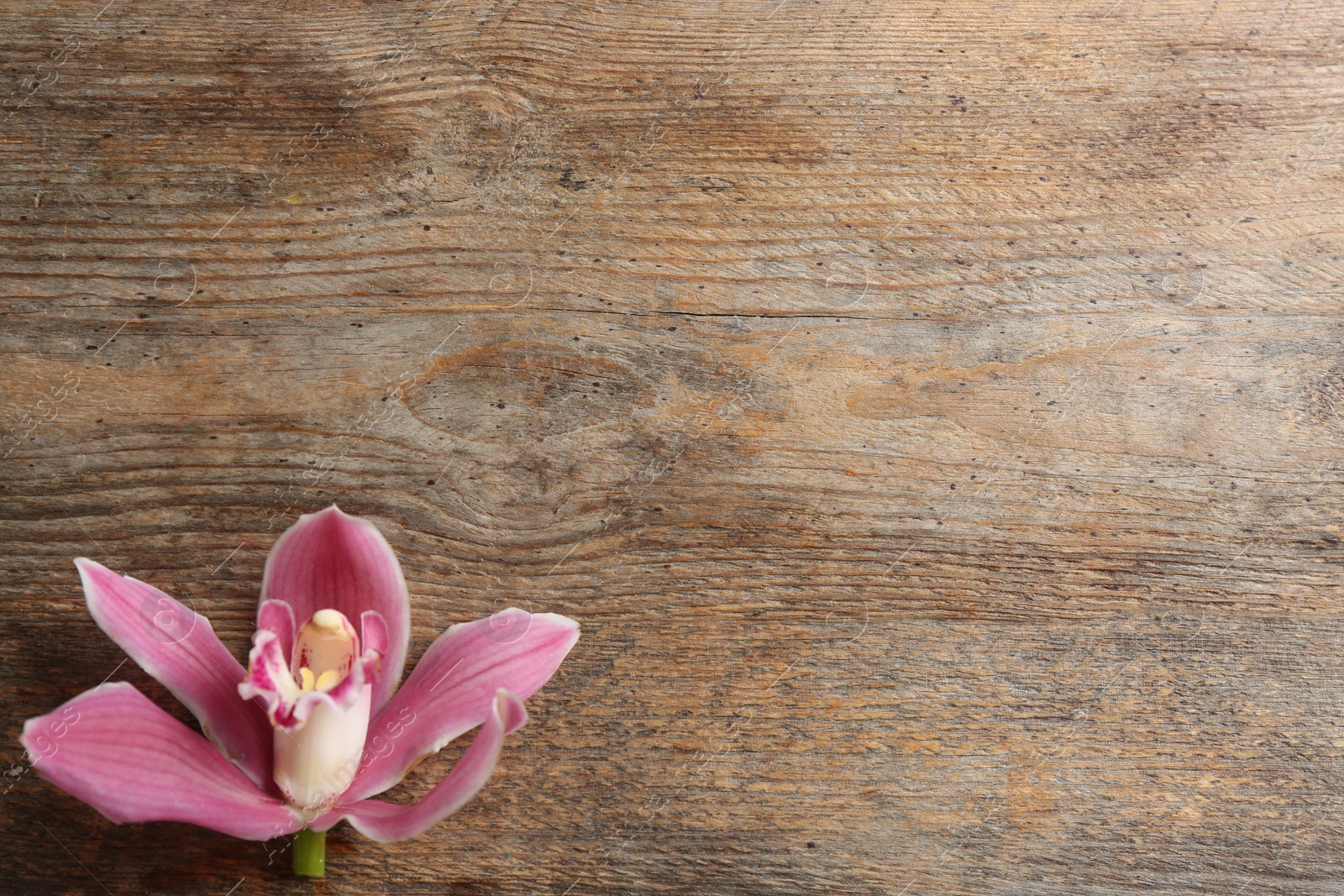 Photo of Beautiful tropical orchid flower on wooden background, top view. Space for text