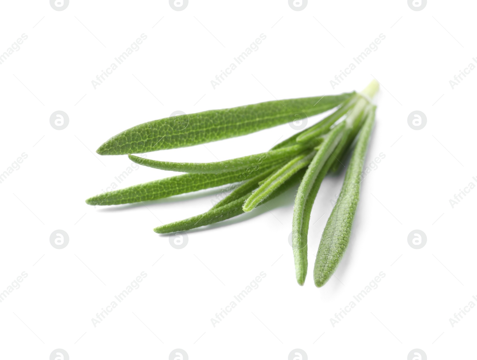 Photo of Aromatic green rosemary sprig isolated on white. Fresh herb