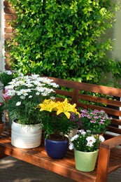 Many different beautiful blooming plants in flowerpots on wooden bench outdoors