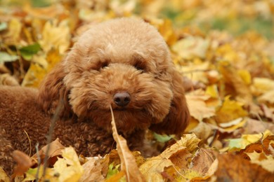 Cute dog near autumn dry leaves outdoors, closeup