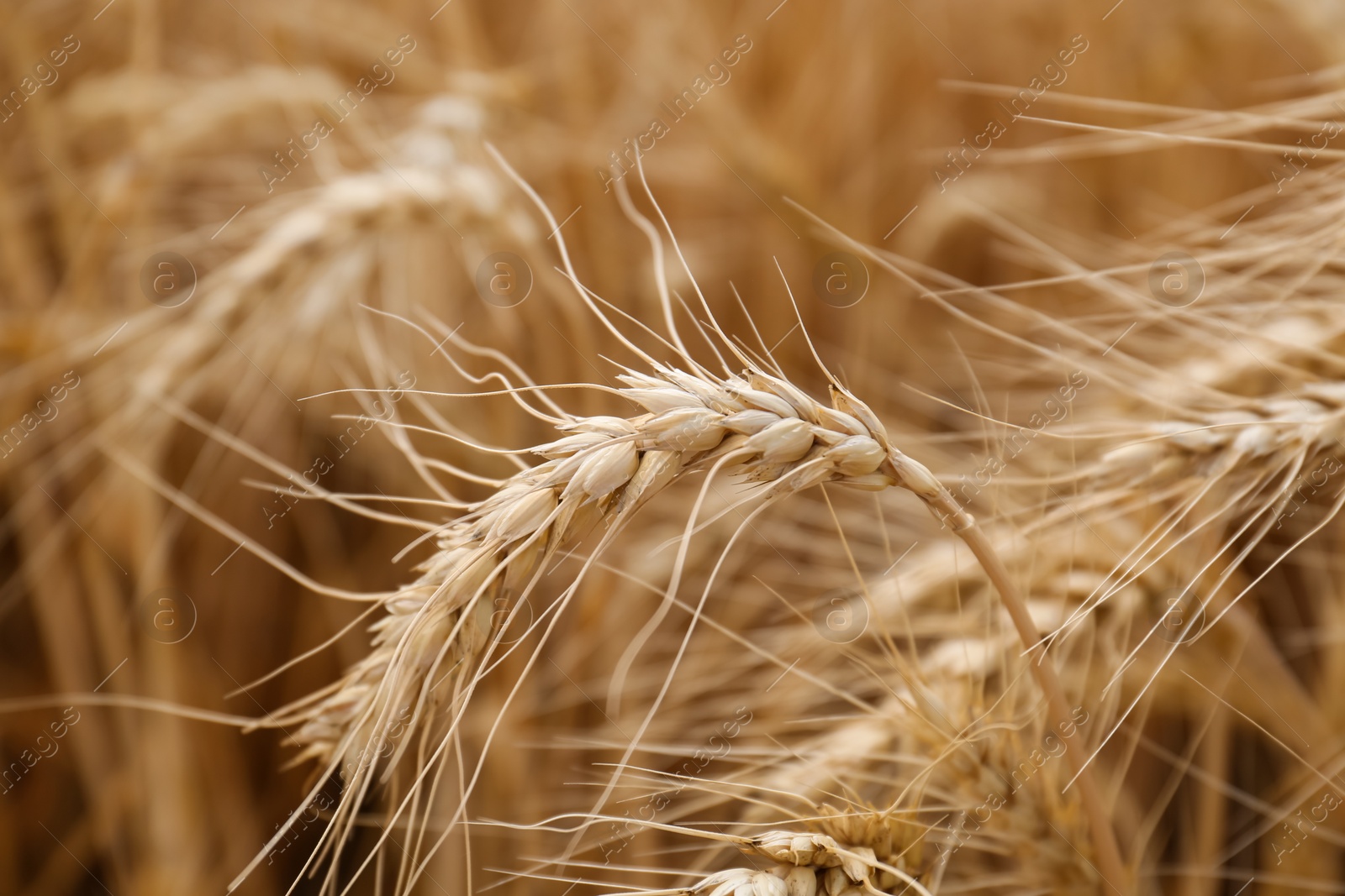 Photo of Ripe wheat spikes in agricultural field, closeup