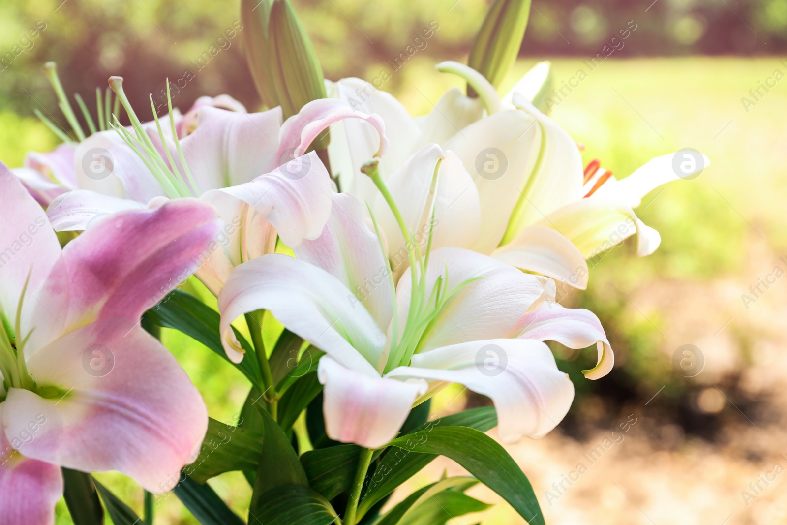 Photo of Beautiful blooming lily flowers in garden, closeup