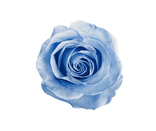 Image of Beautiful blooming light blue rose on white background