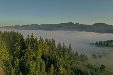 Aerial view of beautiful landscape with misty forest in mountains