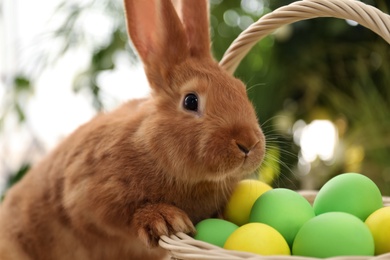Photo of Cute bunny near basket with Easter eggs on blurred background