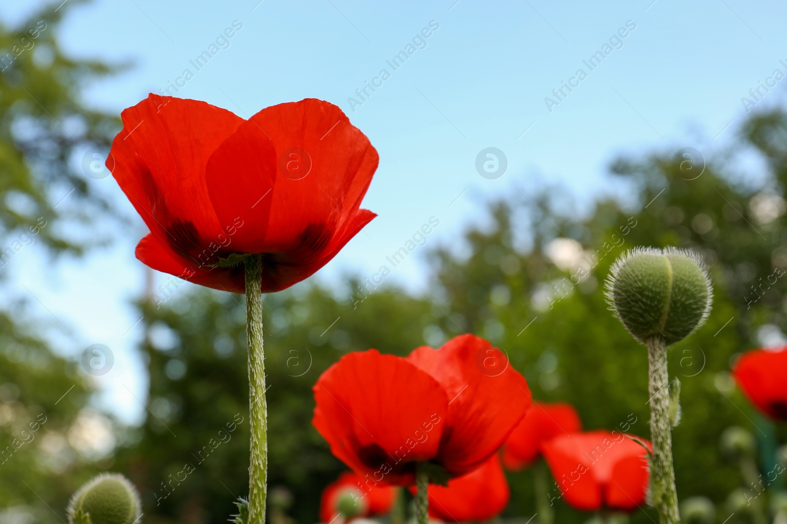 Photo of Beautiful red poppy flowers outdoors, low angle view