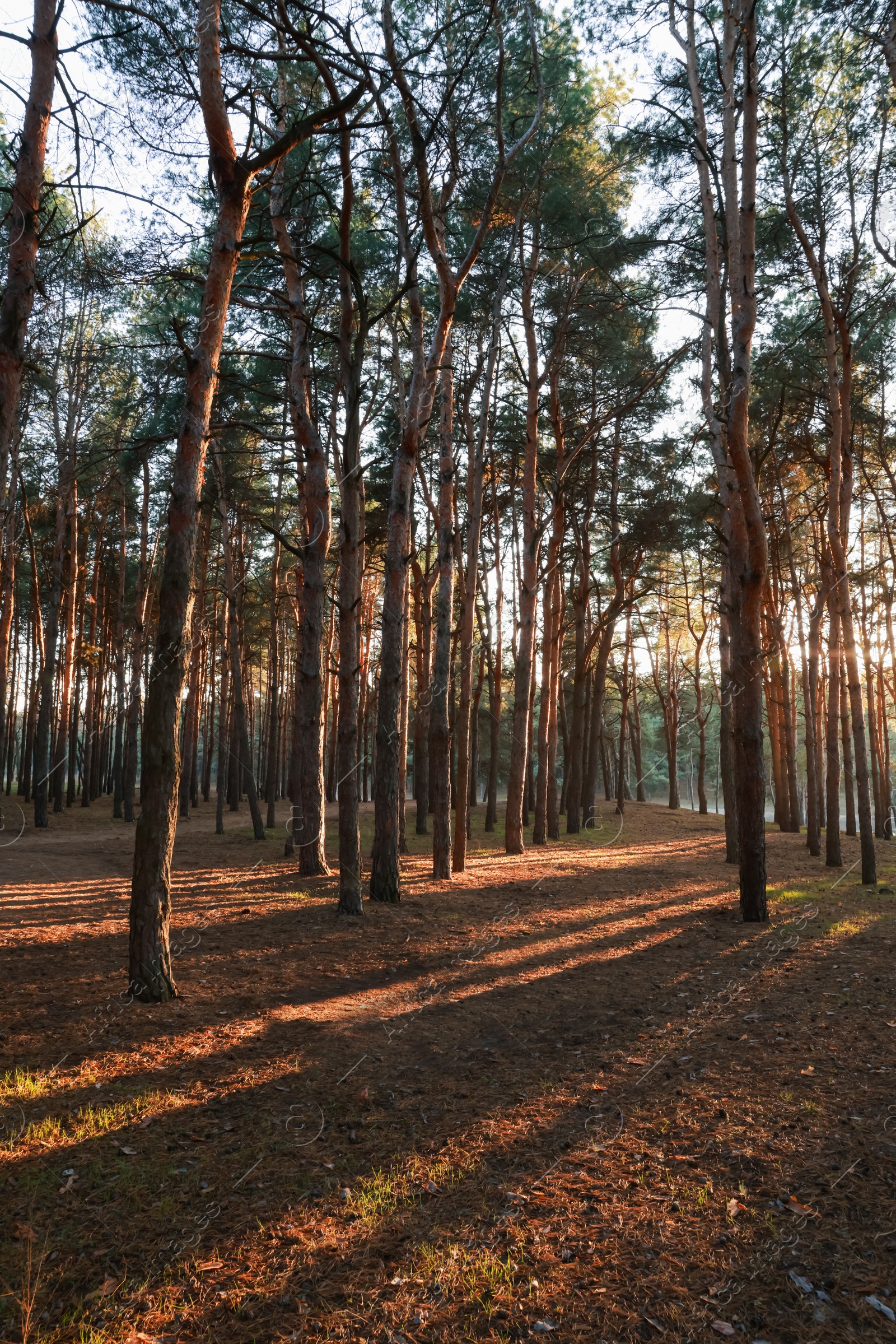 Photo of Beautiful view of conifer forest at sunset