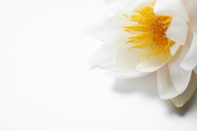 Photo of Beautiful blooming lotus flower on white background, closeup