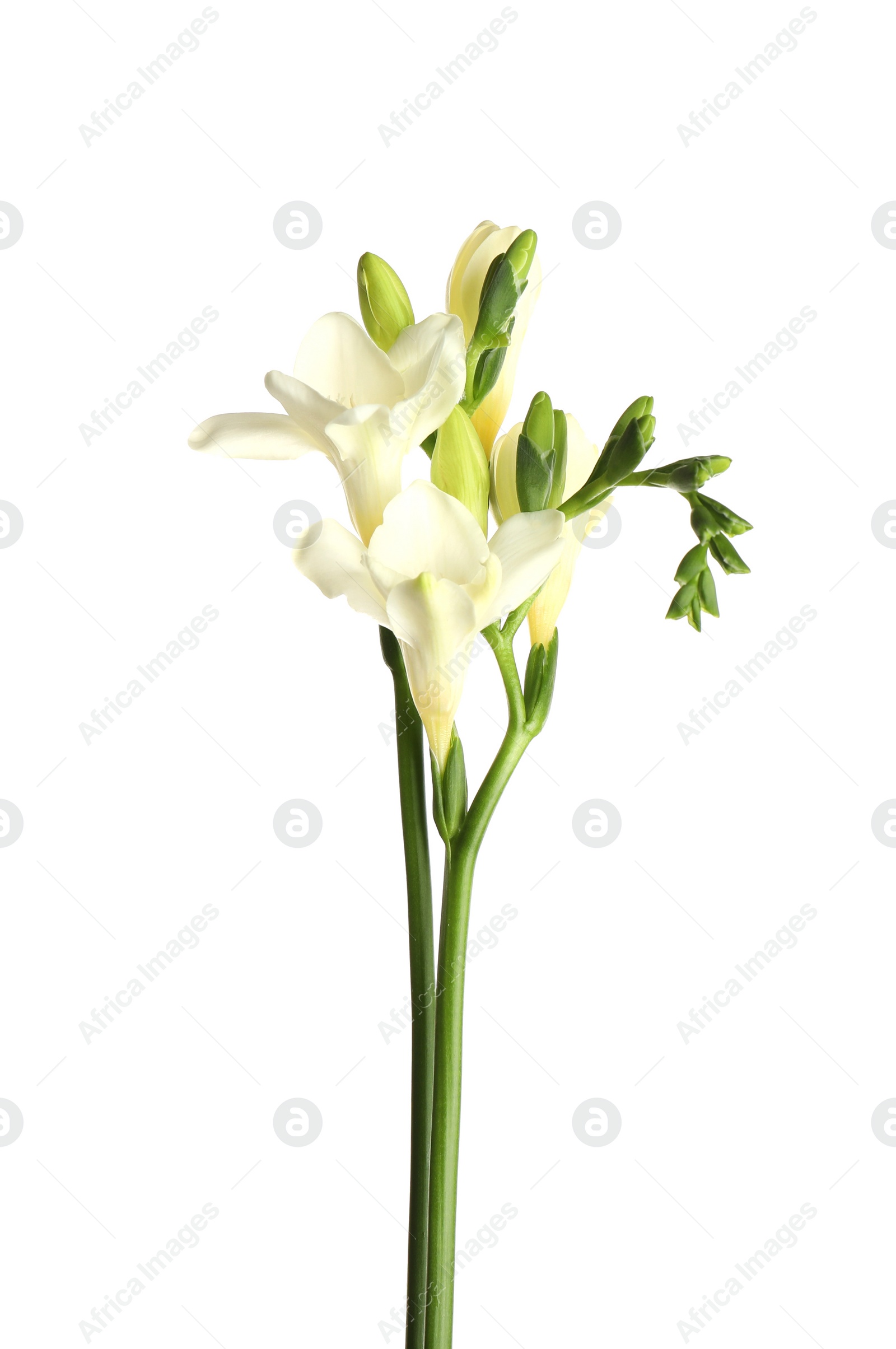 Photo of Beautiful blooming freesia flowers isolated on white