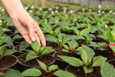 Woman taking care of seedlings in greenhouse, closeup. Space for text