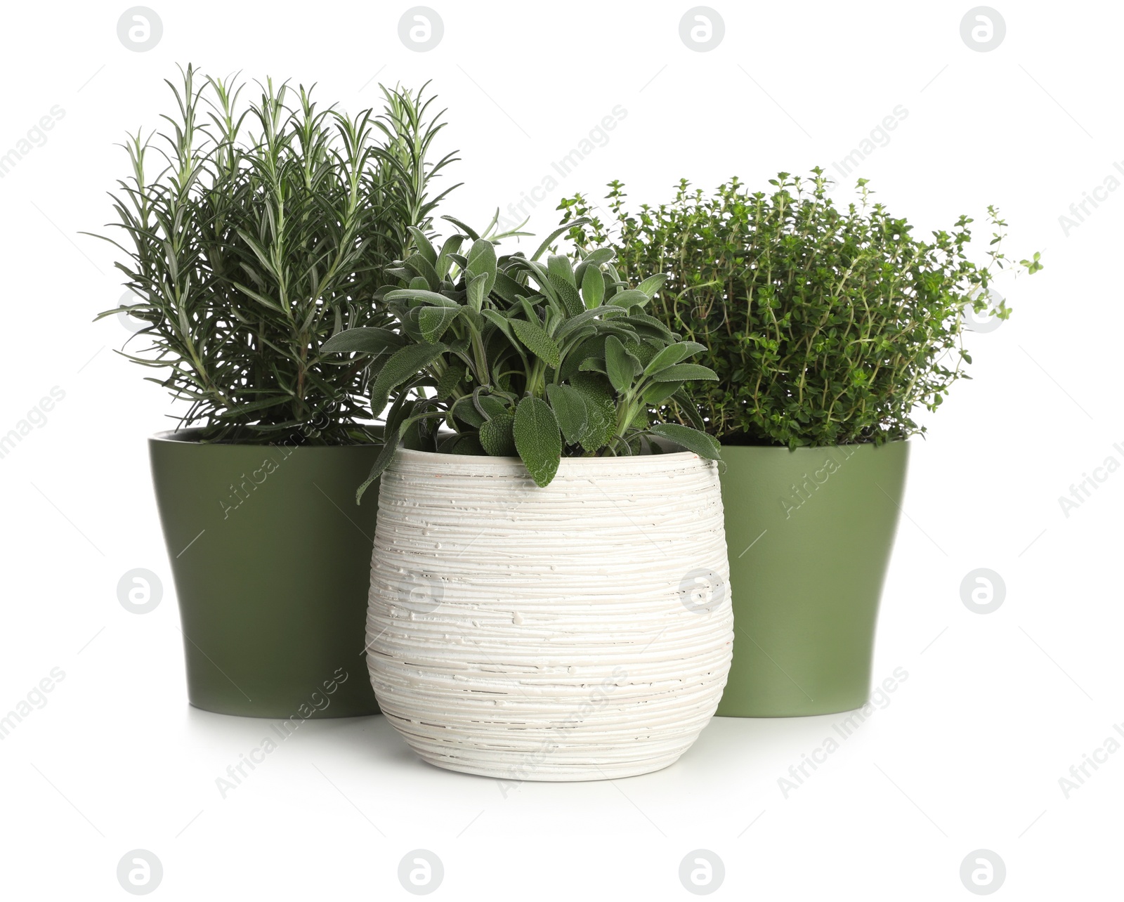 Photo of Pots with thyme, mint and rosemary on white background