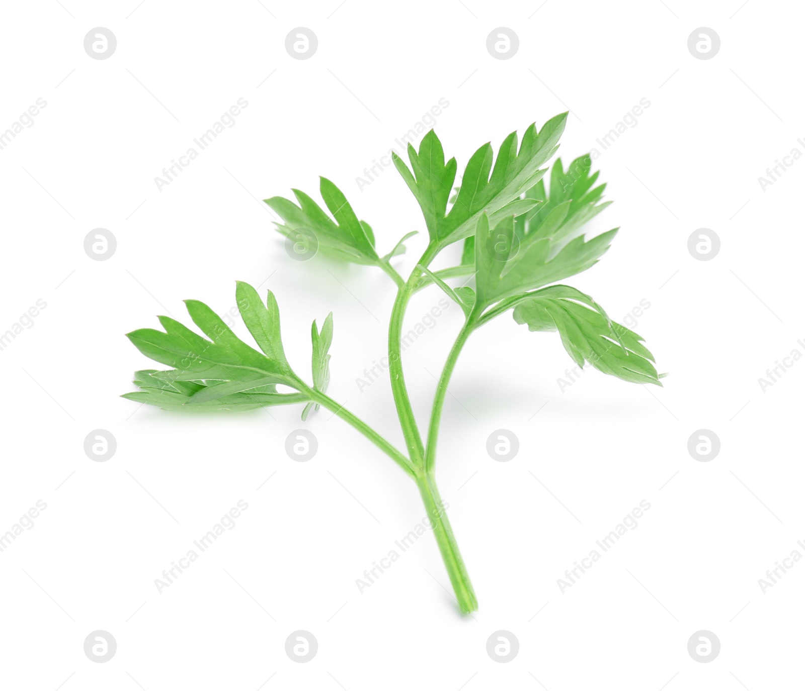 Photo of Leaves of fresh tasty parsley on white background