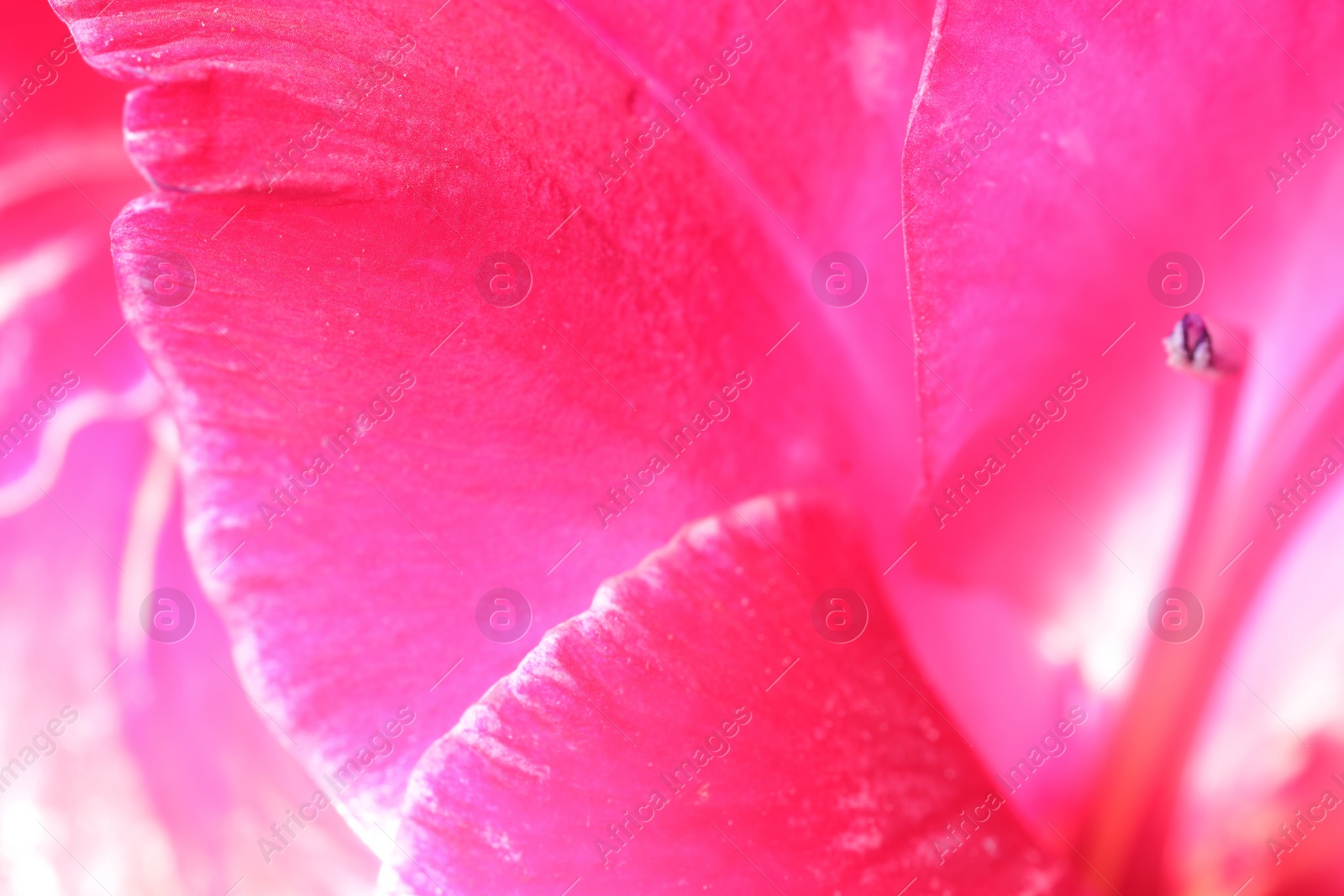 Photo of Beautiful pink Gladiolus flower as background, macro view