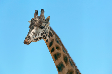 Closeup view of Rothschild giraffe against blue sky