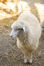 Photo of Cute funny sheep on farm. Animal husbandry