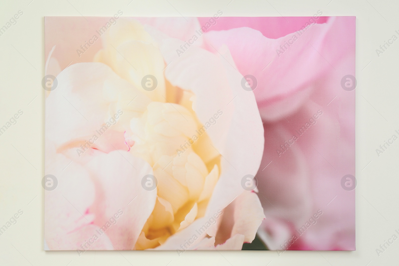 Photo of Beautiful canvas painting of pink flower isolated on white