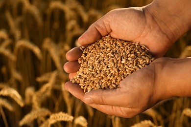 Photo of Man holding handful of wheat grains in field, closeup