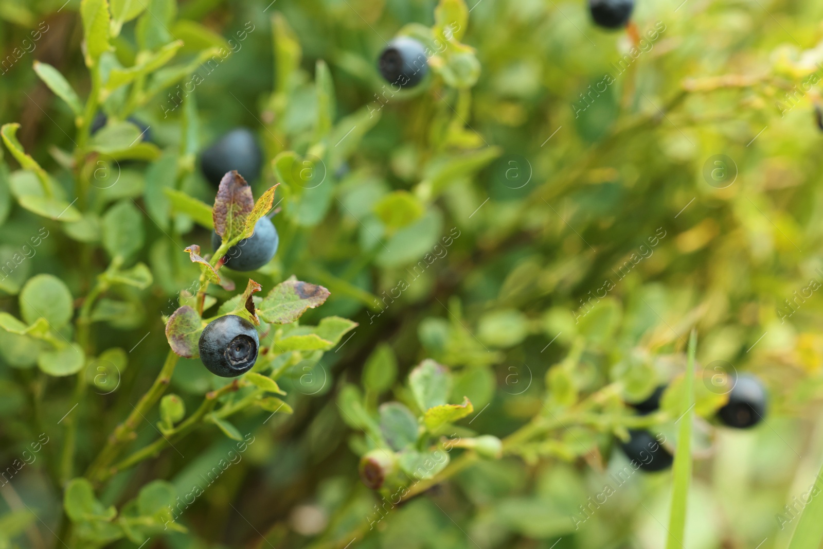 Photo of Ripe bilberries growing in forest, closeup. Space for text