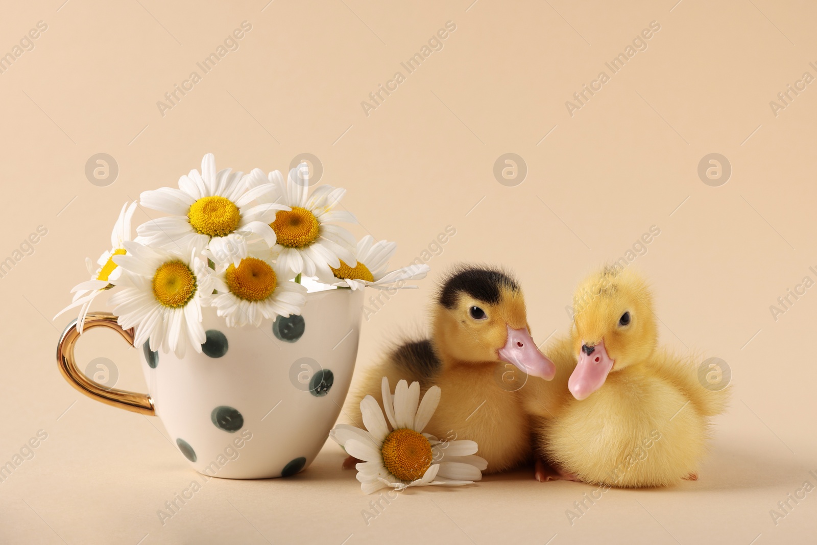 Photo of Baby animals. Cute fluffy ducklings near flowers on beige background