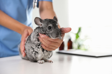 Photo of Professional veterinarian examining chinchilla in clinic, closeup