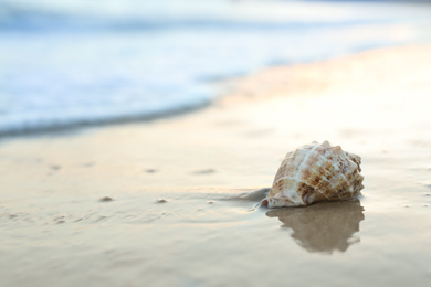 Photo of Beautiful seashell on sandy beach at sunrise. Space for text