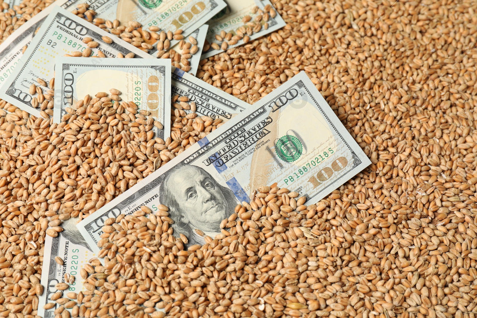 Photo of Dollar banknotes on wheat grains, closeup. Agricultural business