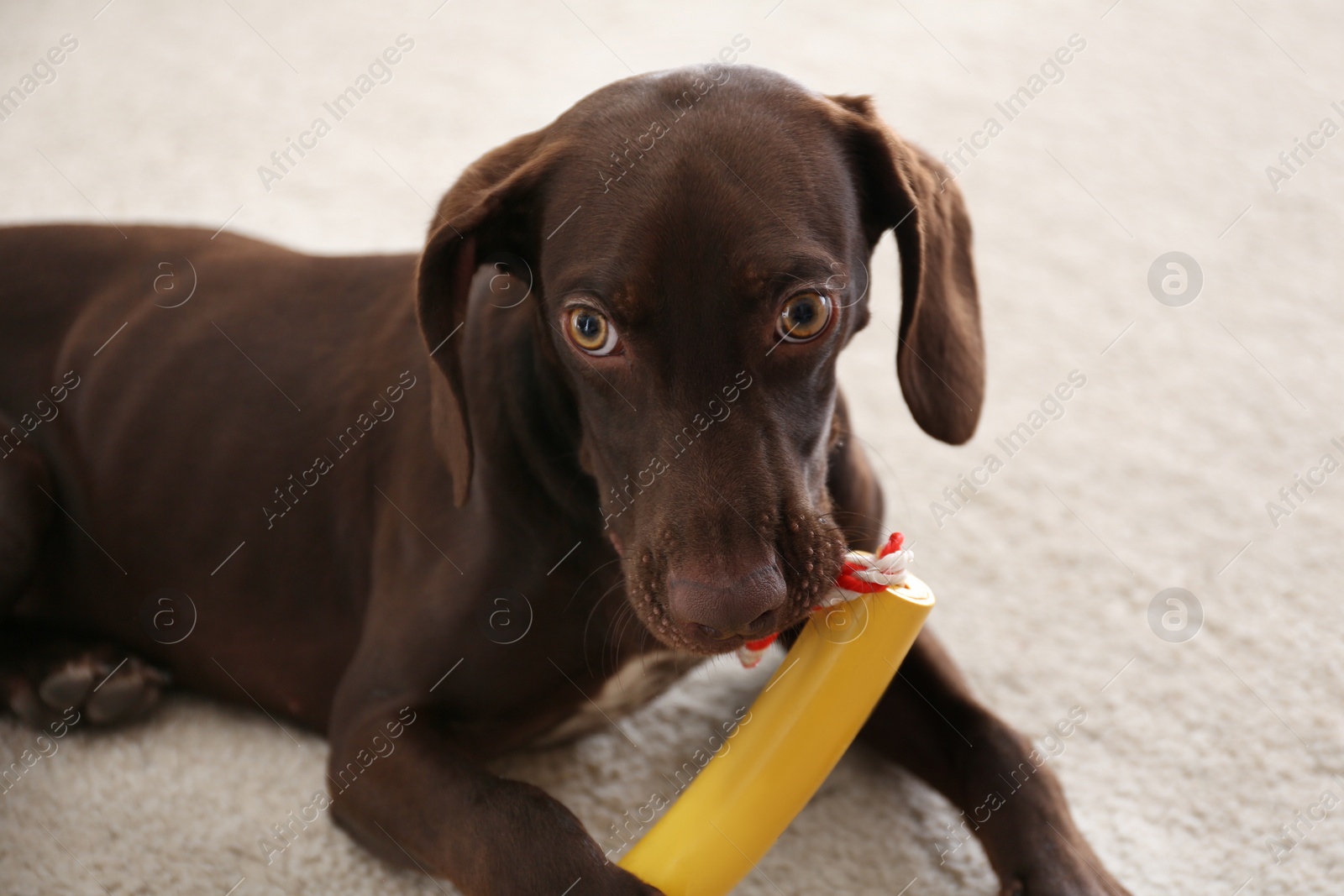 Photo of Cute German Shorthaired Pointer dog playing with toy at home