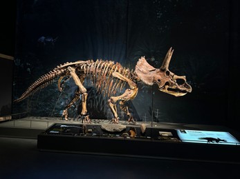 Leiden, Netherlands - November 19, 2022: Life size skeleton of Triceratops in museum