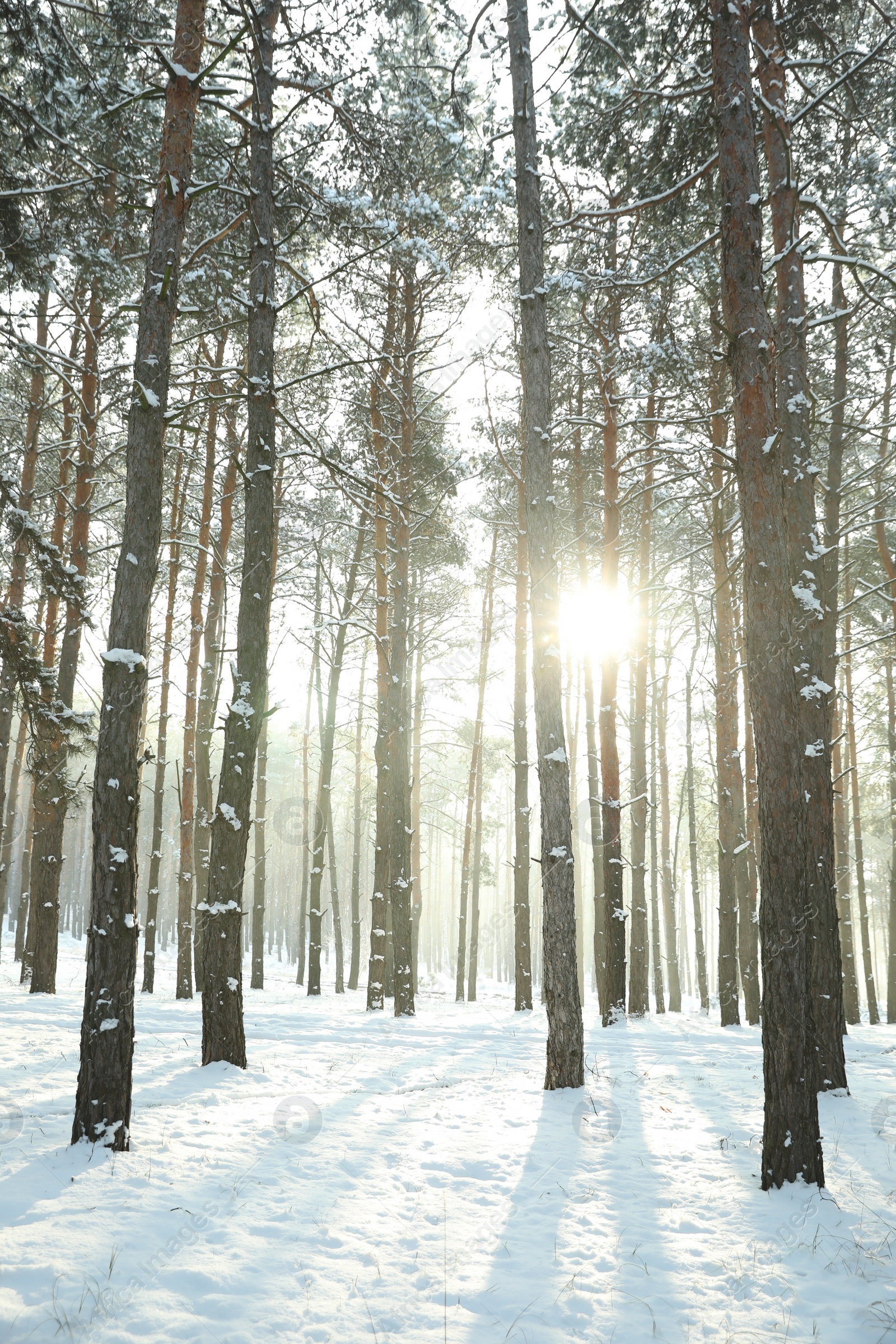 Photo of Beautiful snowy forest on sunny morning in winter