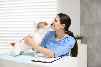 Veterinarian and cute Jack Russell Terrier dog wearing medical plastic collar in clinic