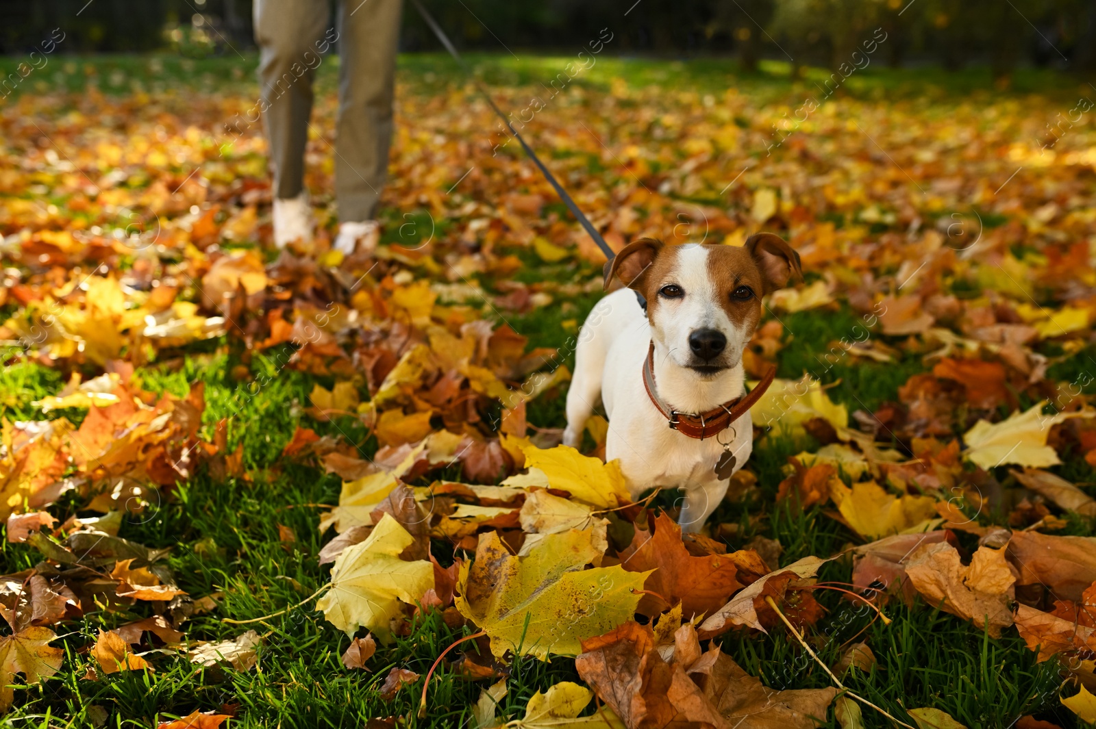 Photo of Man with adorable Jack Russell Terrier in autumn park, closeup. Dog walking