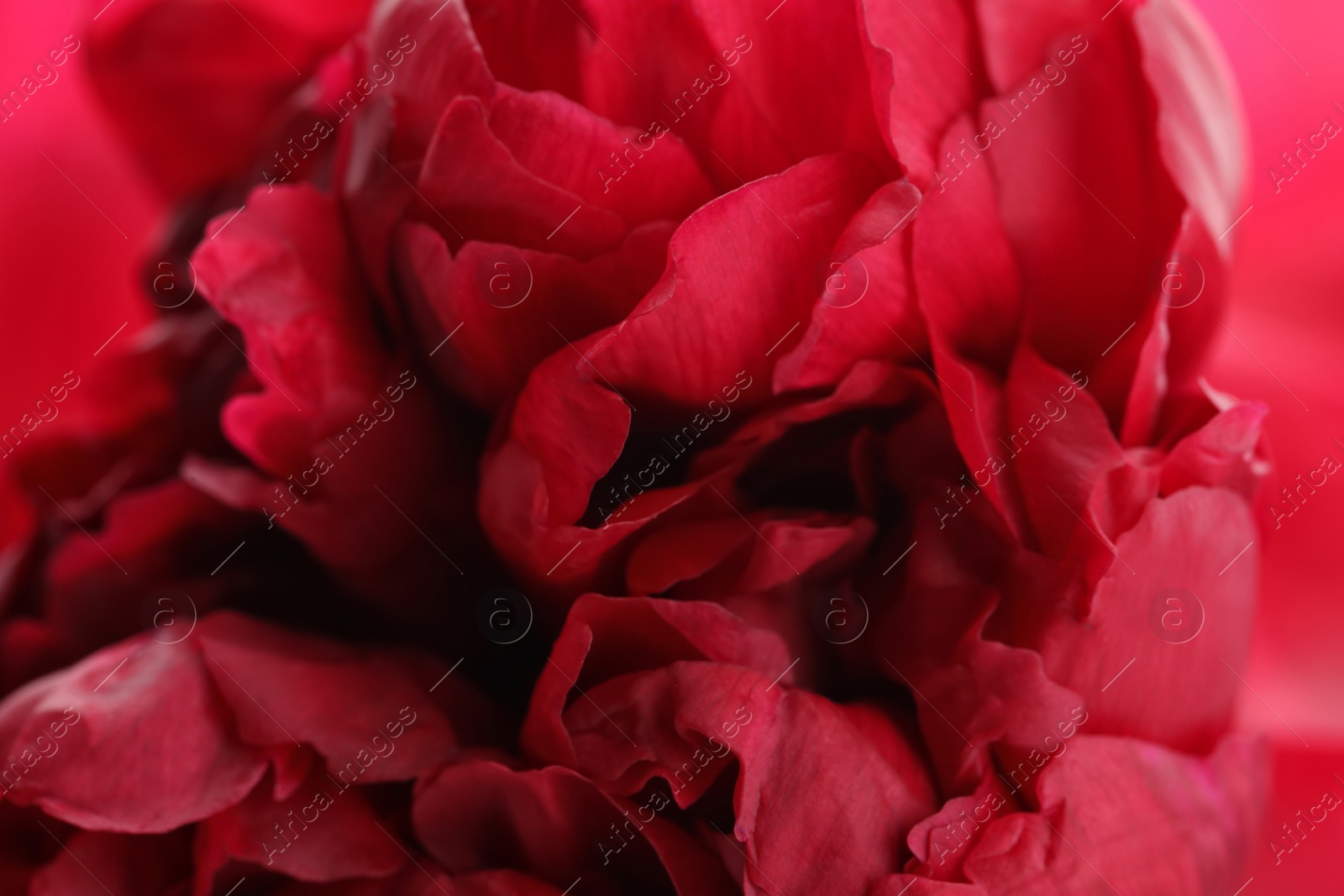 Photo of Beautiful red peony as background, closeup view