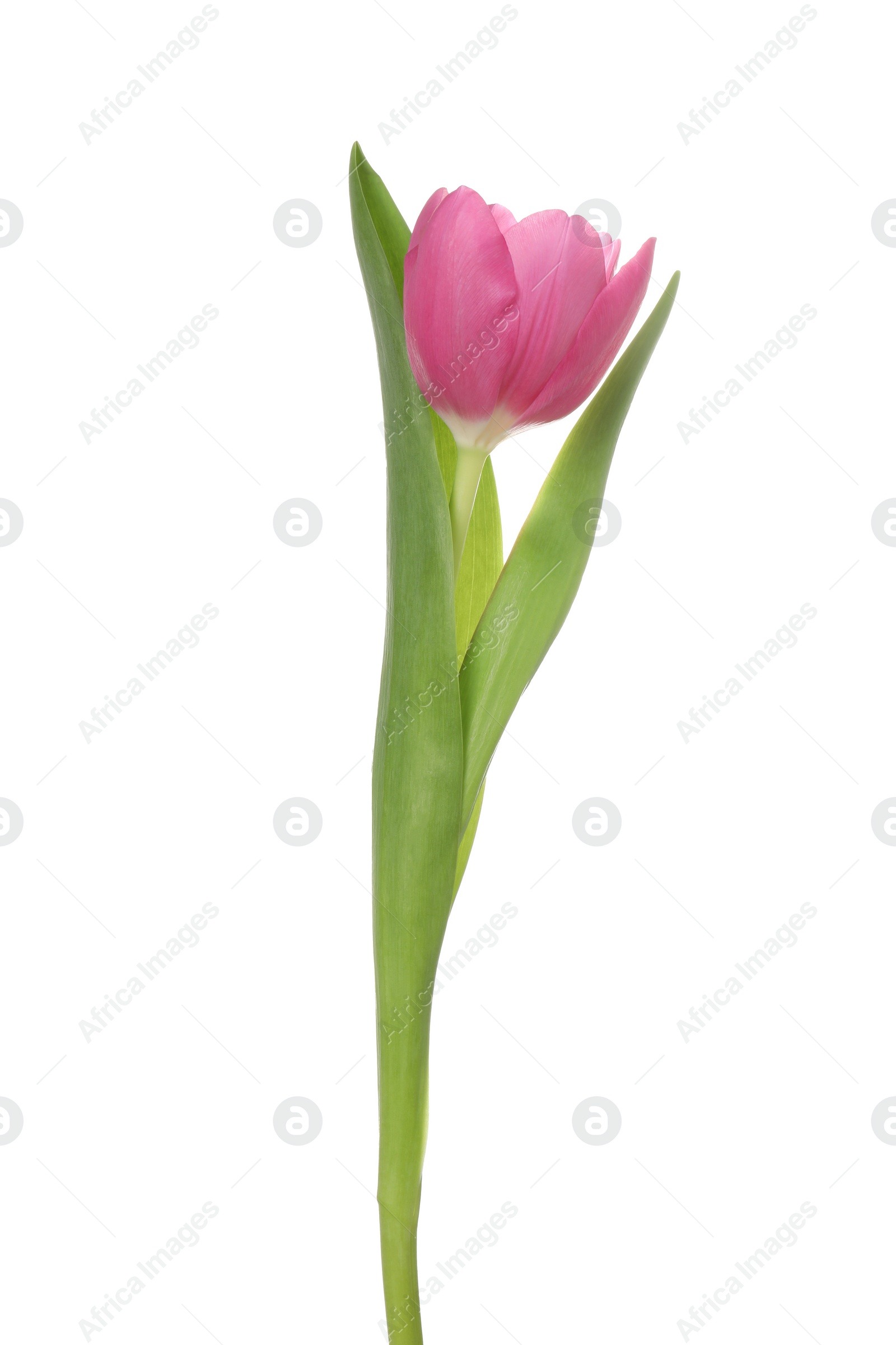 Photo of Beautiful pink tulip flower isolated on white