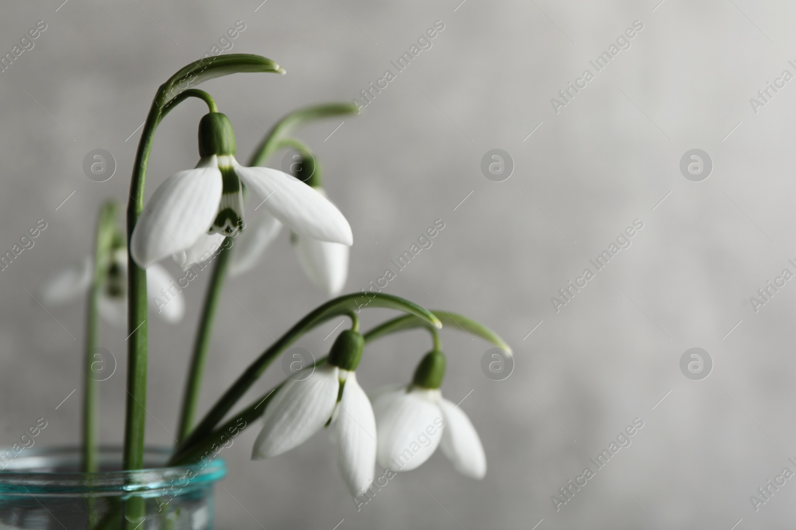Photo of Beautiful snowdrop flowers in glass vase, closeup. Space for text